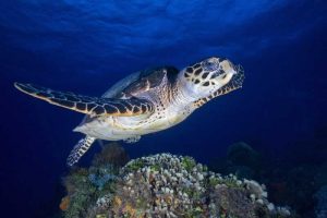 LISB706-turtle