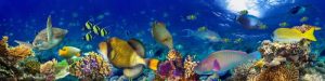 LISB718-coral-reef