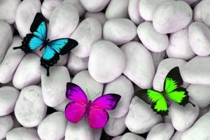 LISB719-butterfly-stones