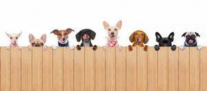 PWP435-dinner-dogs