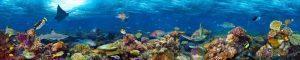 PWP452-coral-reef