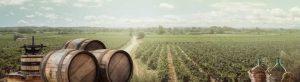 PWP459-vineyard