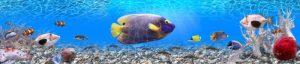 PWP469-glass-aquarium