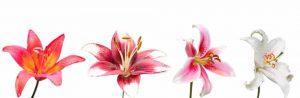 PWP485-lilies