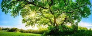 PWP499-sun-through-tree