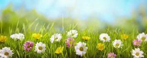 PWP518-meadow-nature