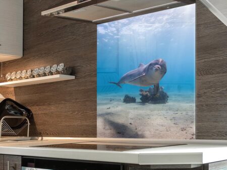 Bottle Nosed Dolphin Splashback