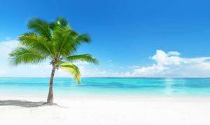 PSB306-white-sand-palm-tree
