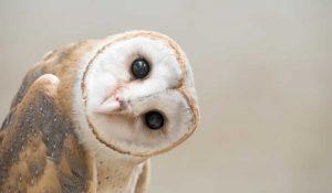 PSB319-owl
