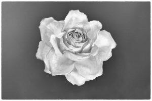 PSB322-nostalgic-rose