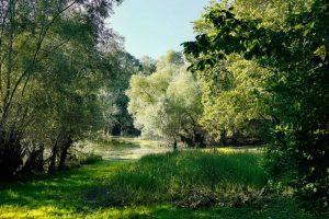 PSB374-forest-lake