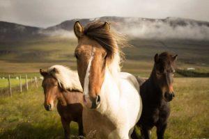 PSB402-wild-horses