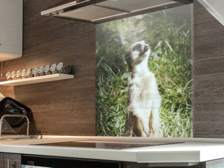 Meerkat Printed Splashback