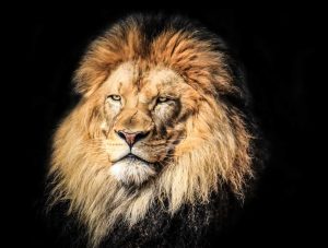 PSB424-lion-on-black-background