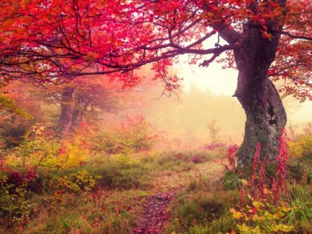 Autumn Trees Splashback