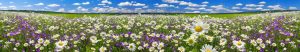 daisy-meadow