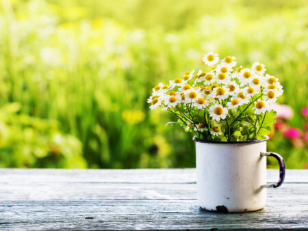 Flowers in Spring Time